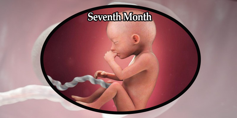Seventh Month - Baby Development During Pregnancy